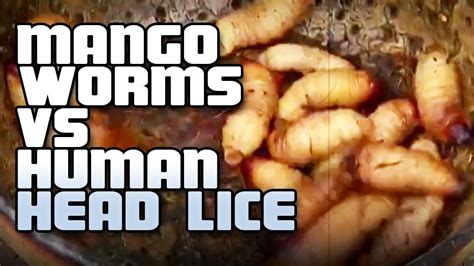 youtube mango worms|mango worms in human videos.